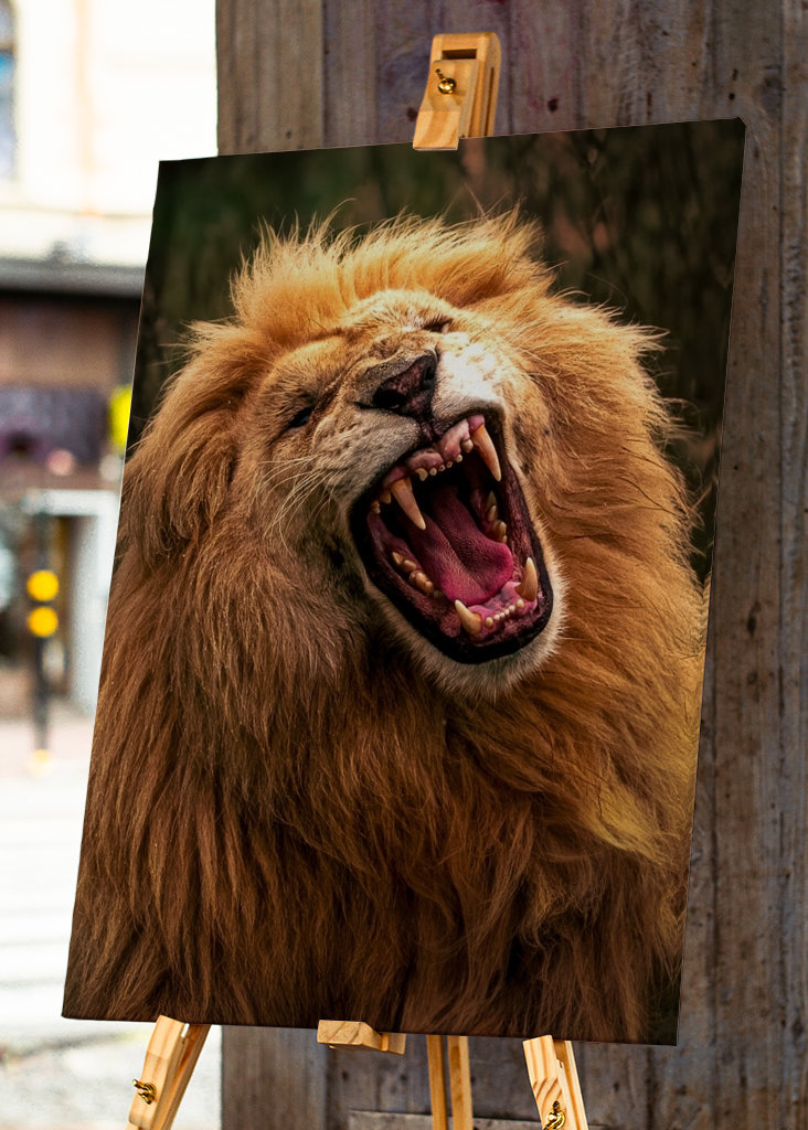 Le rugissement du lion résonne dans la nature
