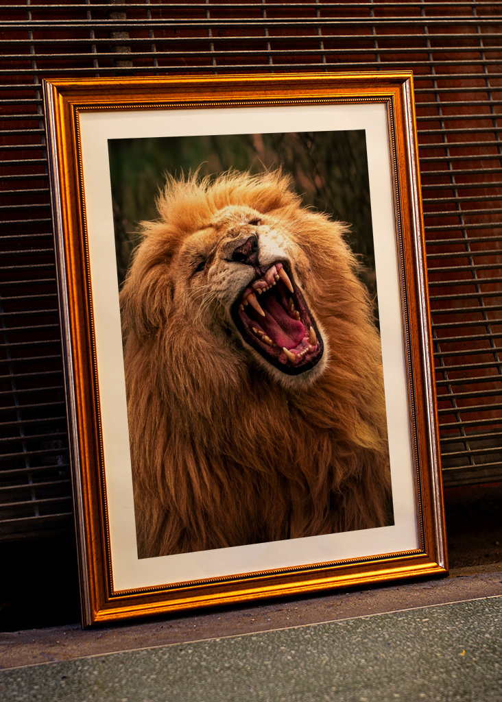 Le rugissement du lion résonne dans la nature