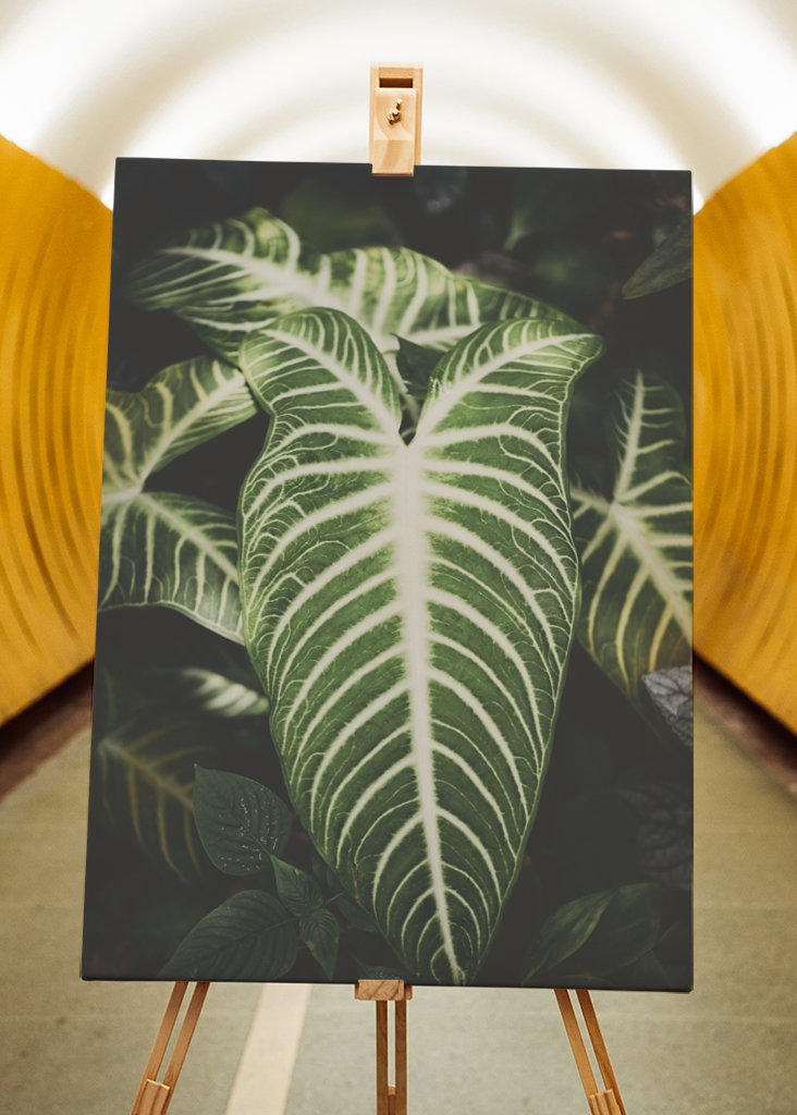 Caladium Lindenii Angel wings