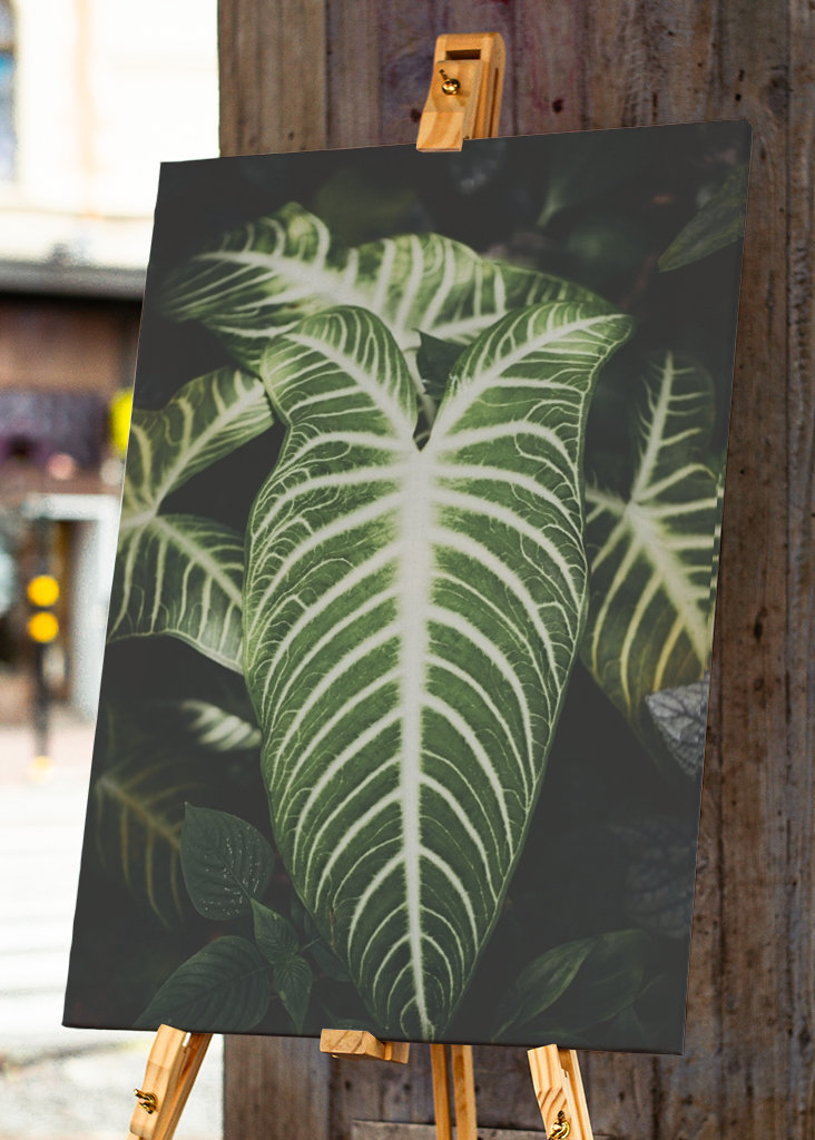 Caladium Lindenii Angel wings