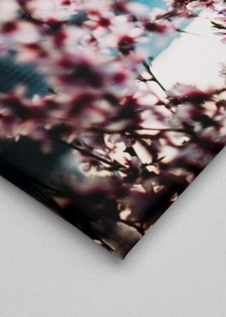 Malmö Live/Kirsebærblomst