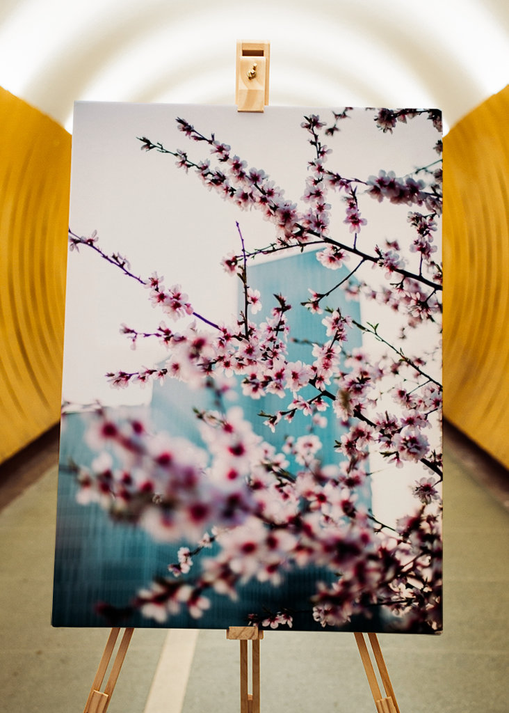 Malmö Live/Kirsebærblomst