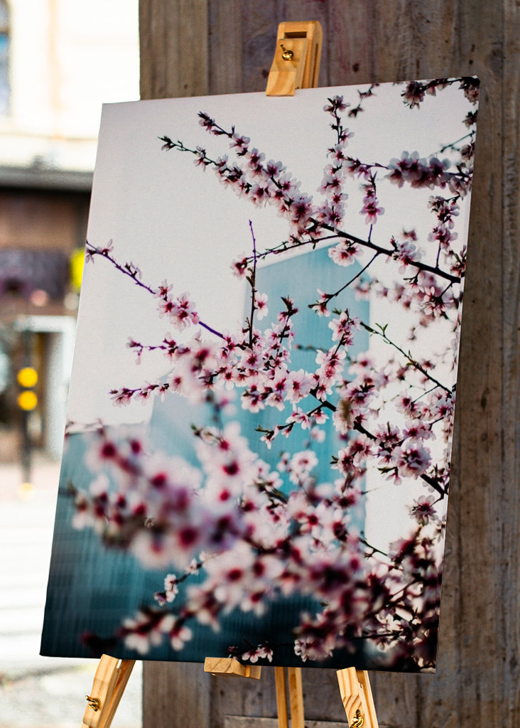 Malmö Live/Kirsebærblomst