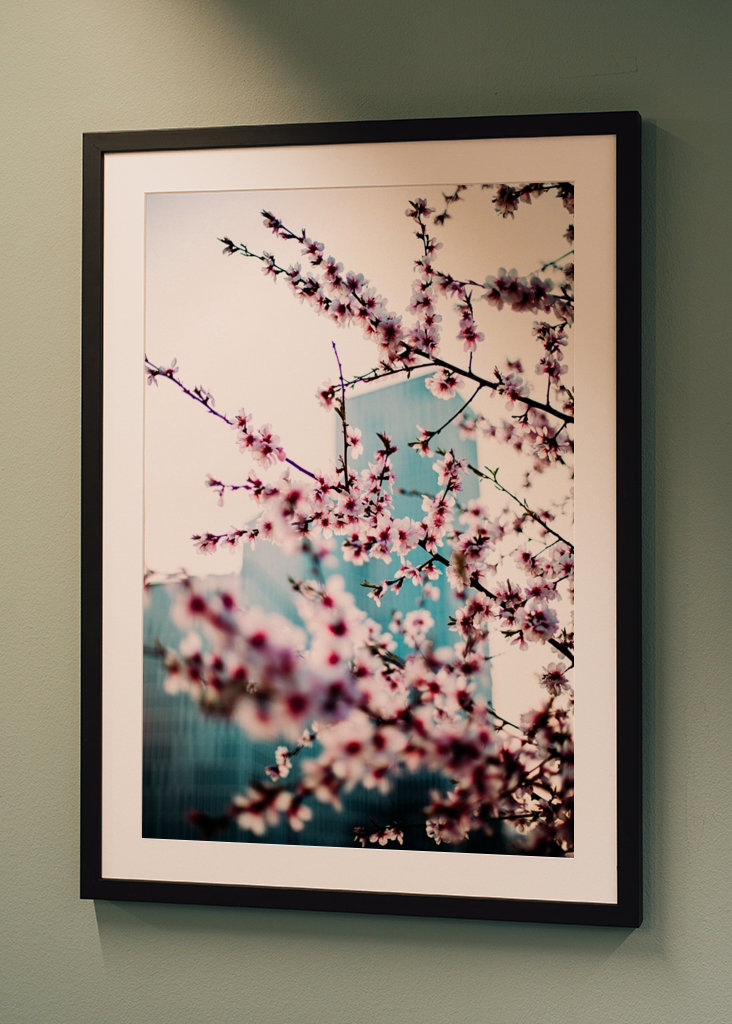 Malmö Live/Kirsebærblomst