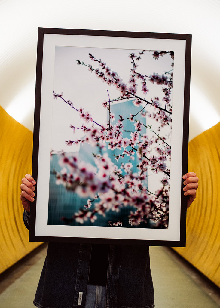 Malmö Live/Kirsebærblomst