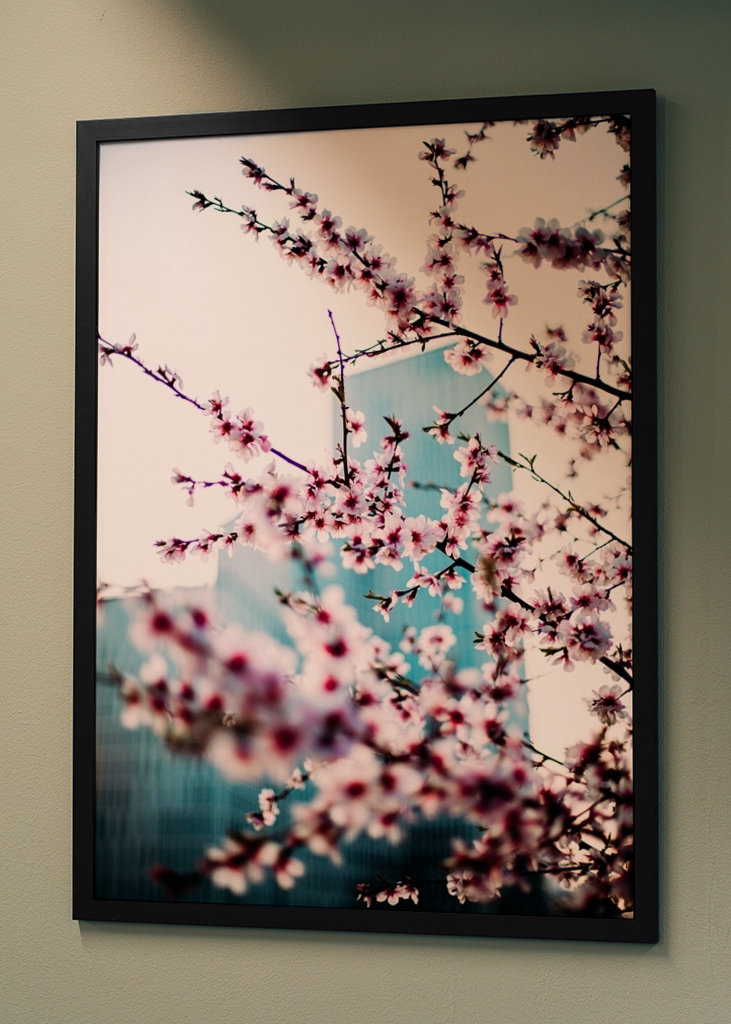 Malmö Live/Kirsebærblomst