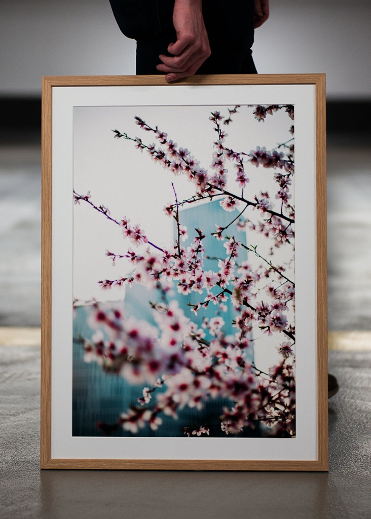 Malmö Live/Kirsebærblomst