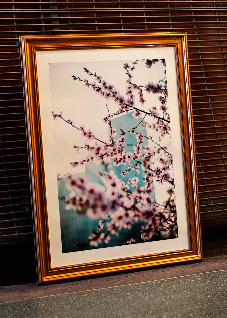 Malmö Live/Kirsebærblomst