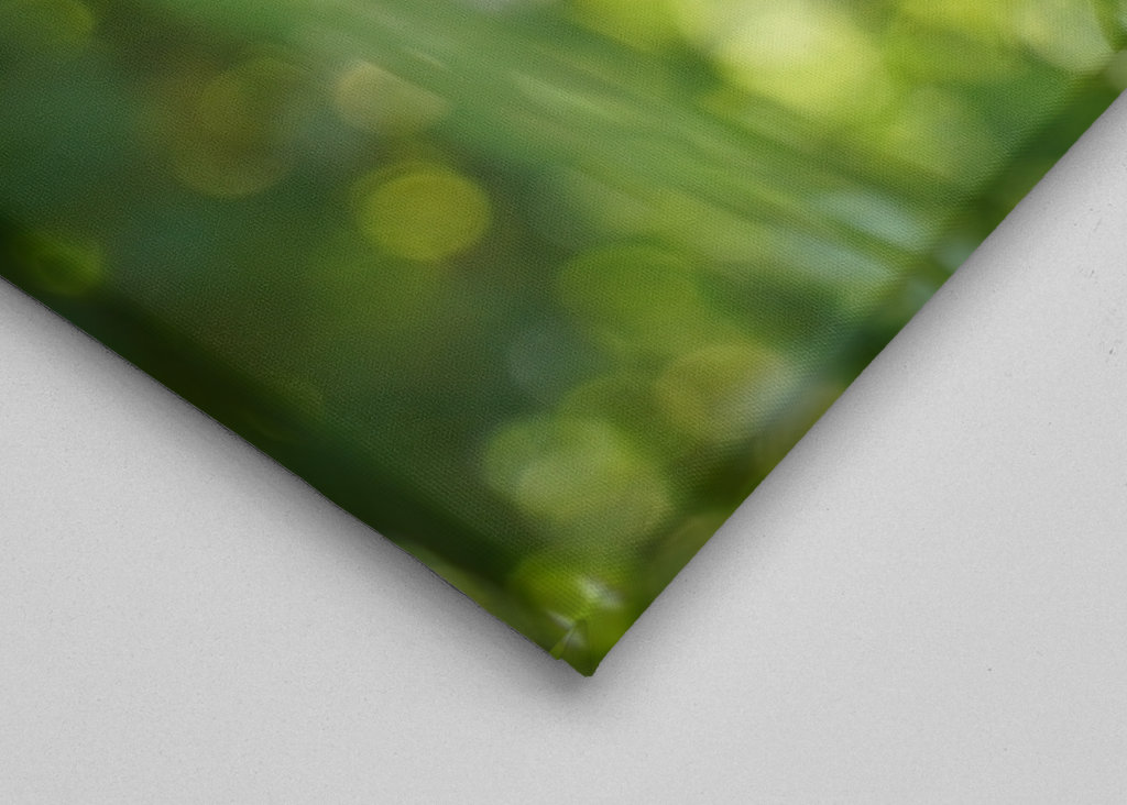 Pampeliška, zelené pozadí