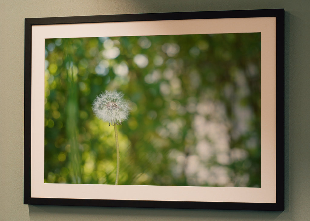 Pampeliška, zelené pozadí