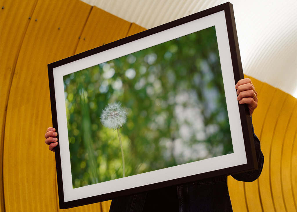 Pampeliška, zelené pozadí