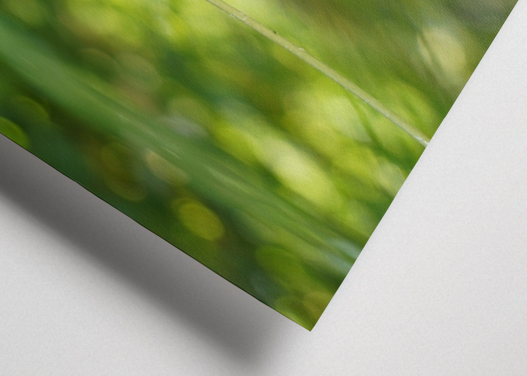 Pampeliška, zelené pozadí