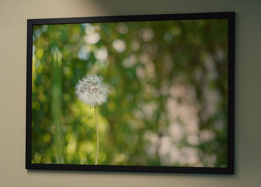 Pampeliška, zelené pozadí