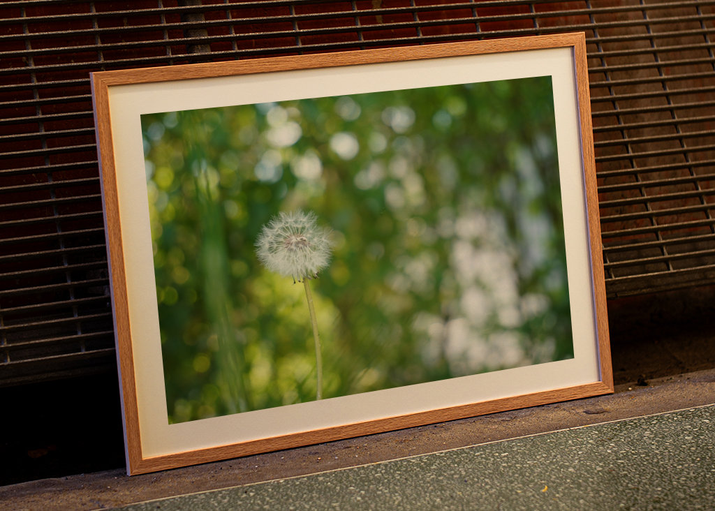 Pampeliška, zelené pozadí