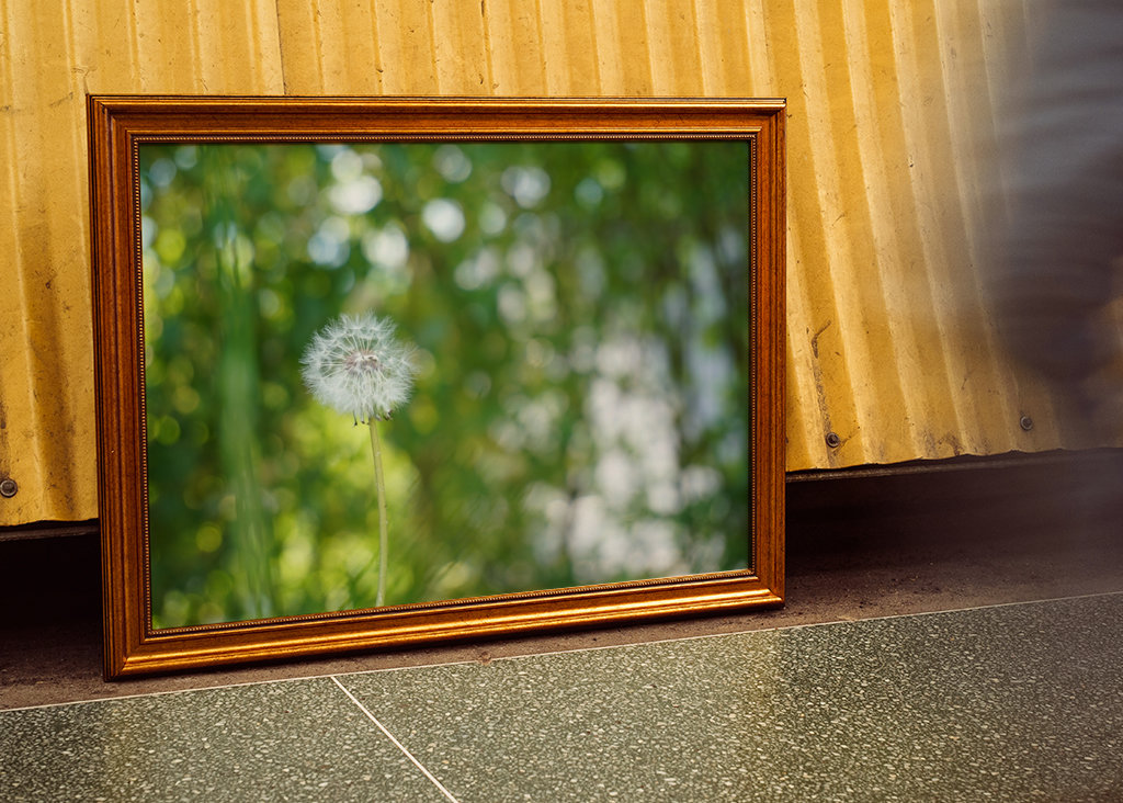 Pampeliška, zelené pozadí