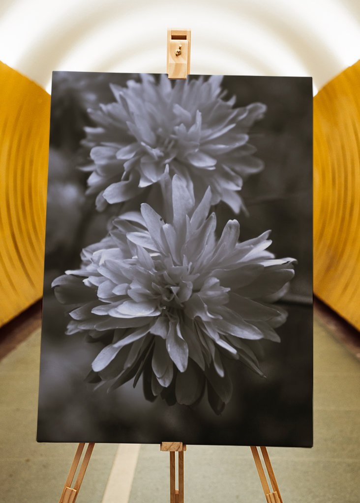 Blumen in Schwarz und Weiß