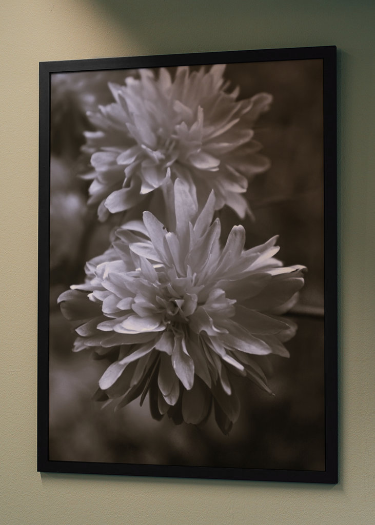 Blumen in Schwarz und Weiß