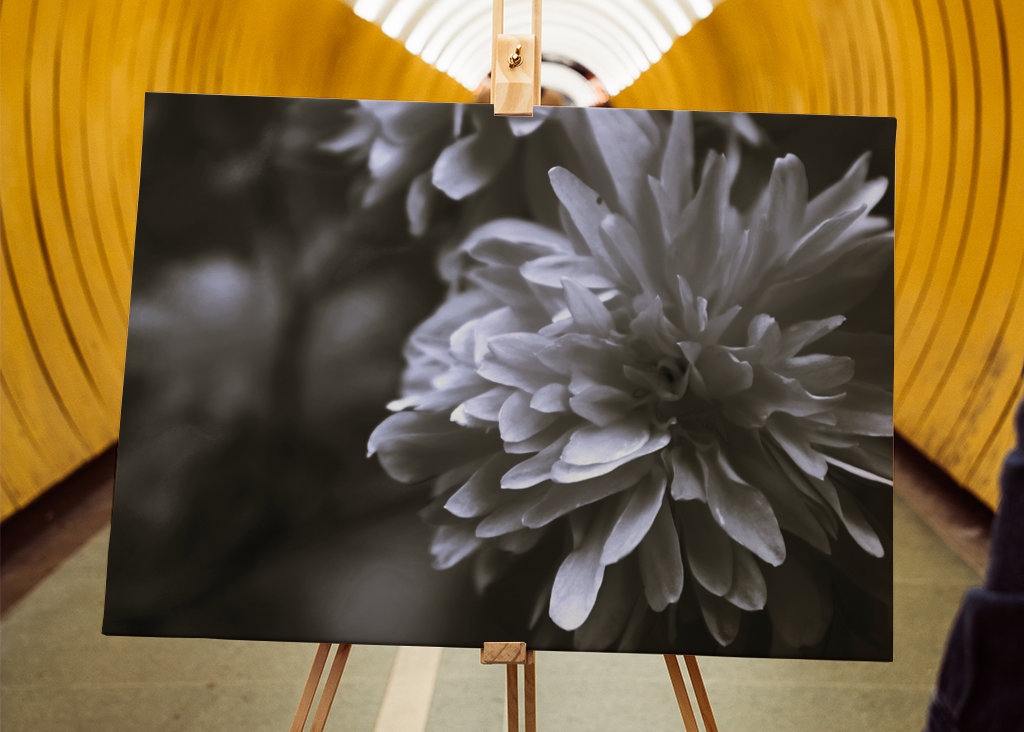 Bloem in zwart en wit