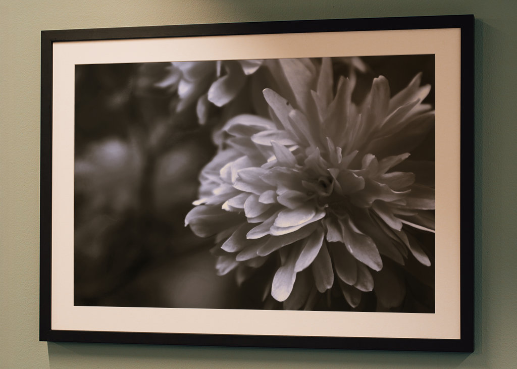 Bloem in zwart en wit