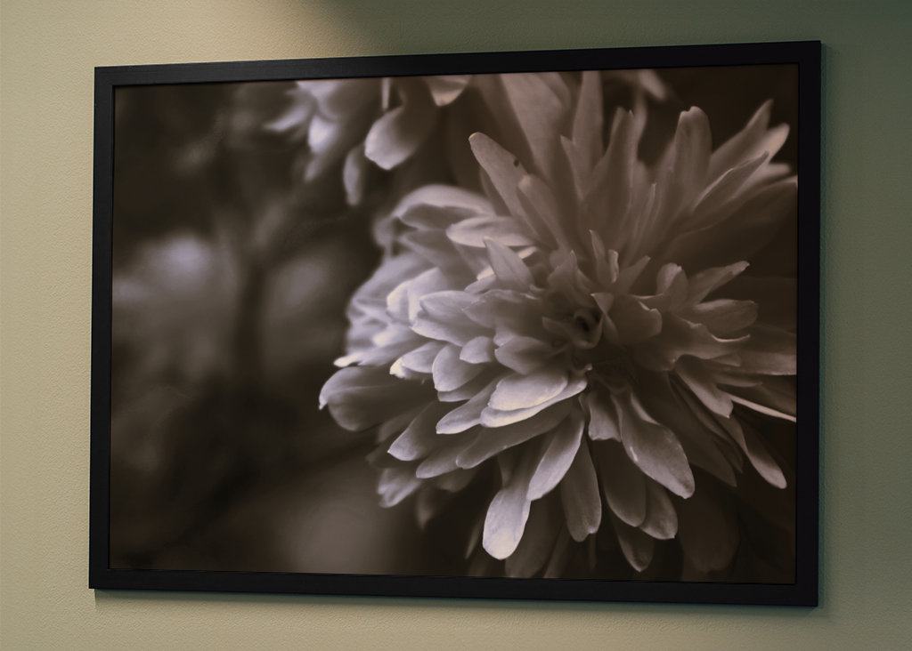 Bloem in zwart en wit