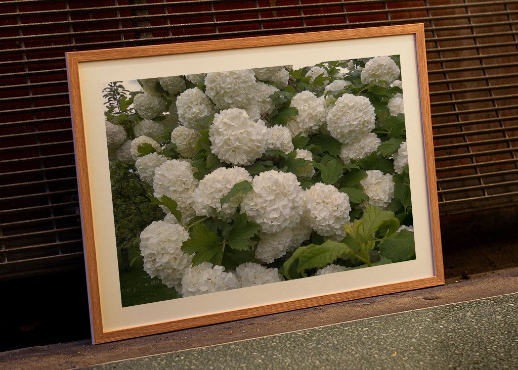 A snowball bush in the garden