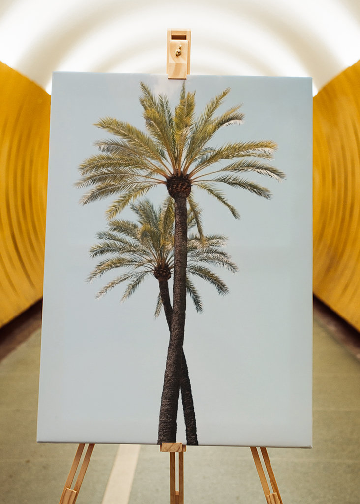 Palm Trees Beauty 6