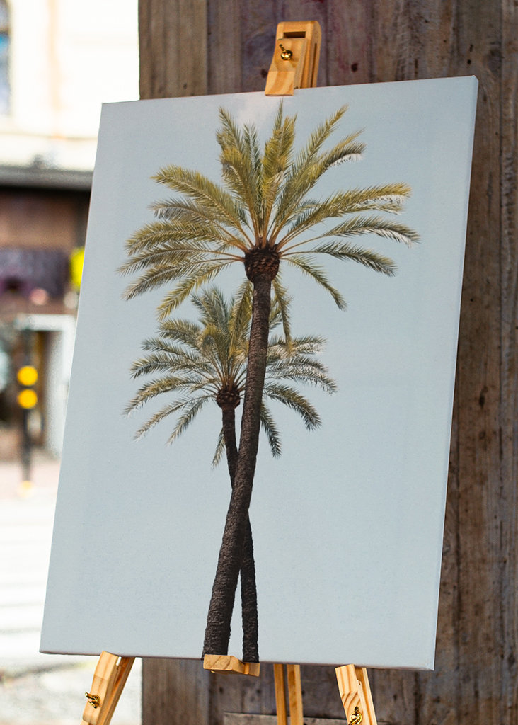 Palm Trees Beauty 6