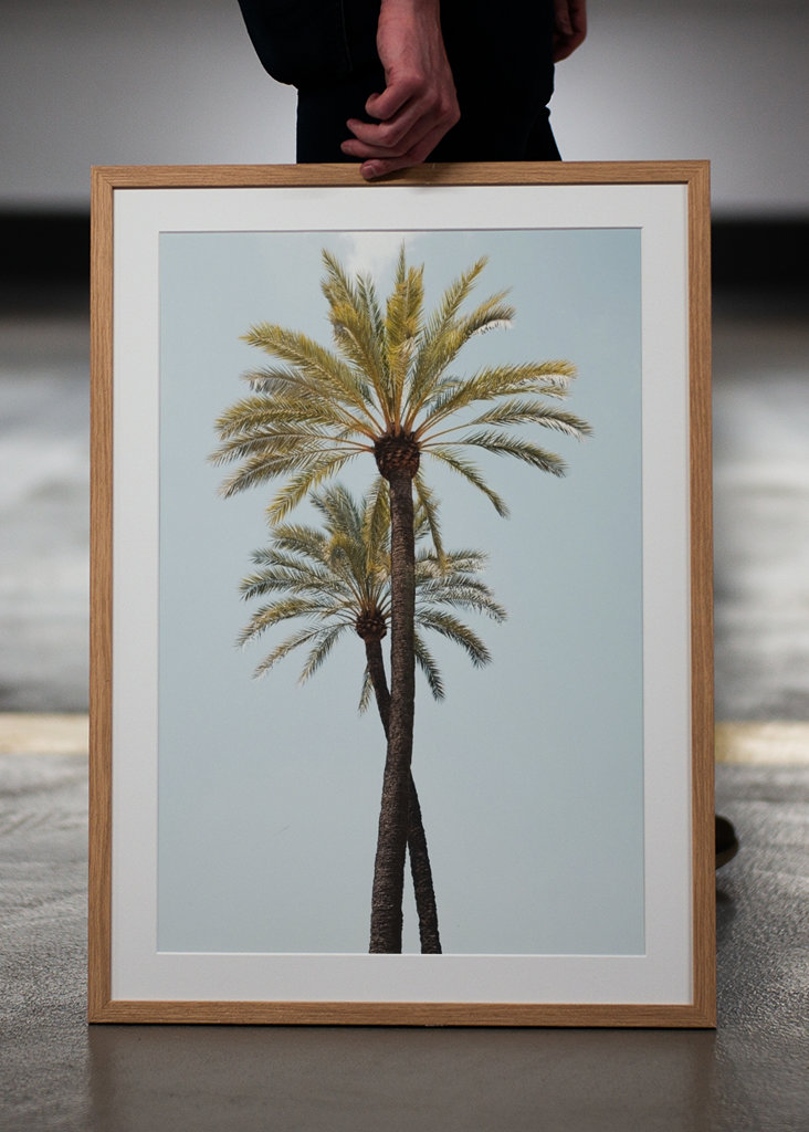 Palm Trees Beauty 6