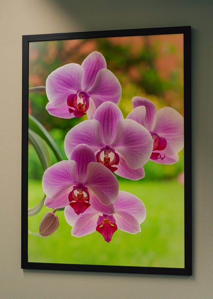 Een bloeiende orchidee