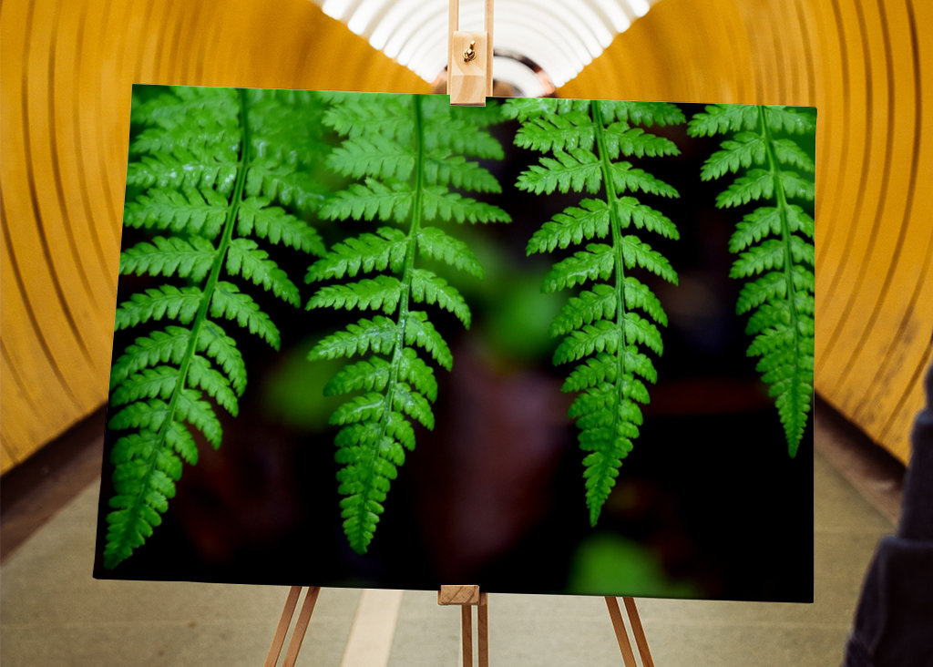 Foglie di felce nella foresta