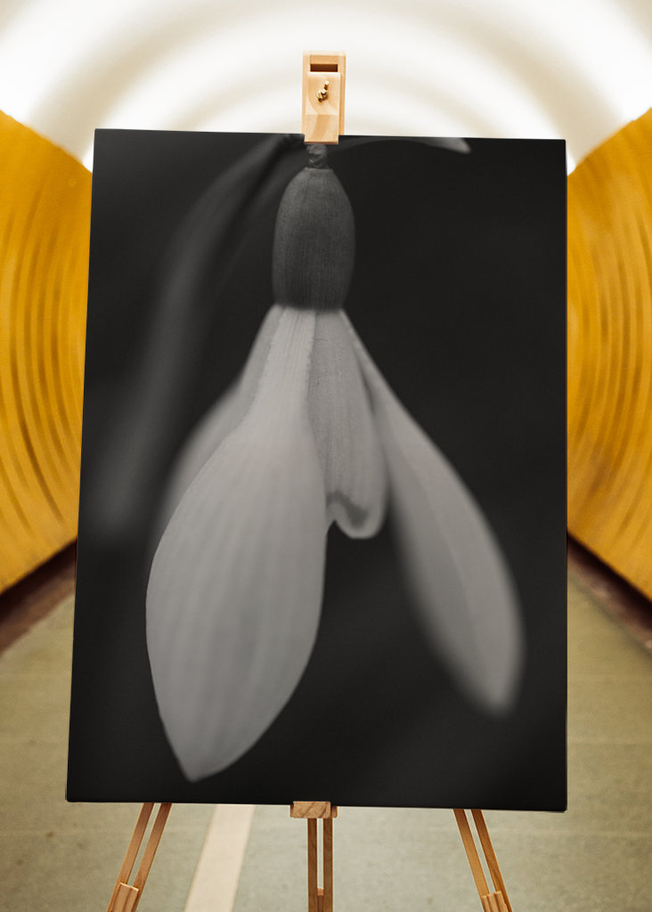 Sort og hvid forårsblomst