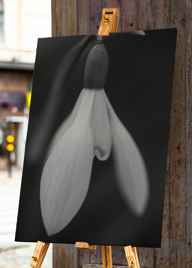 Sort og hvid forårsblomst