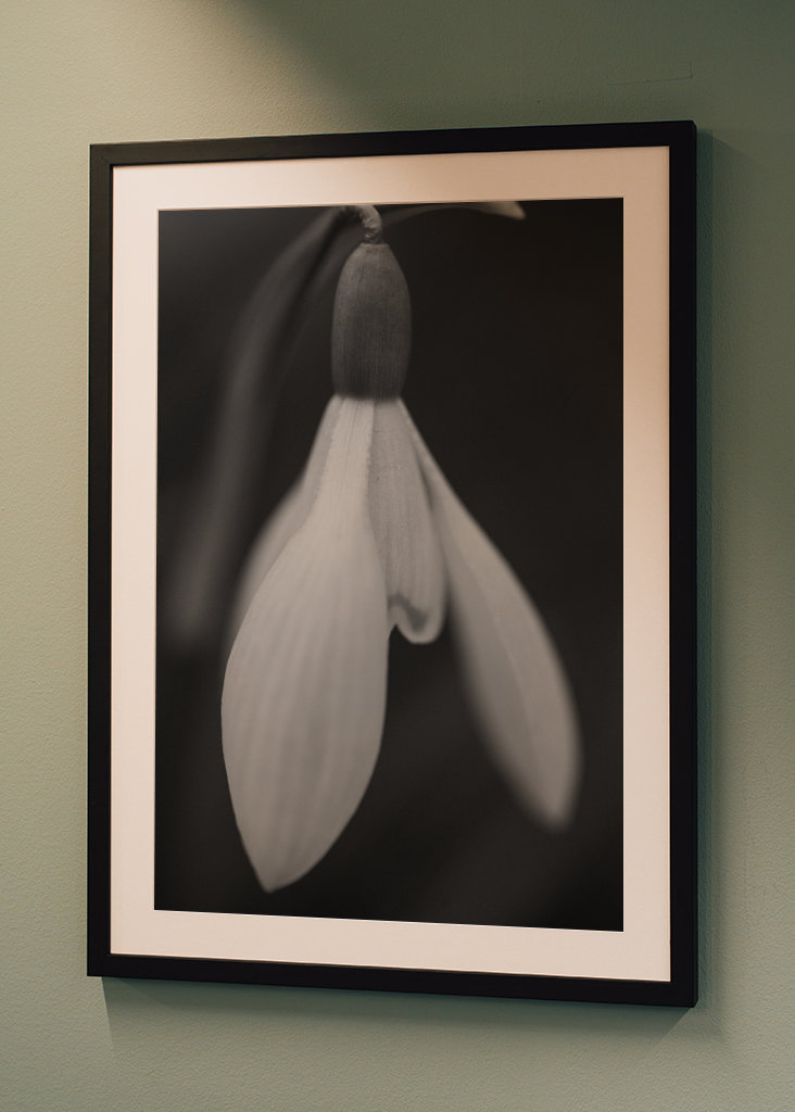 Sort og hvid forårsblomst