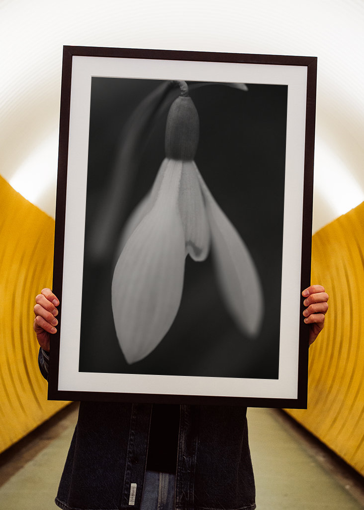 Sort og hvid forårsblomst