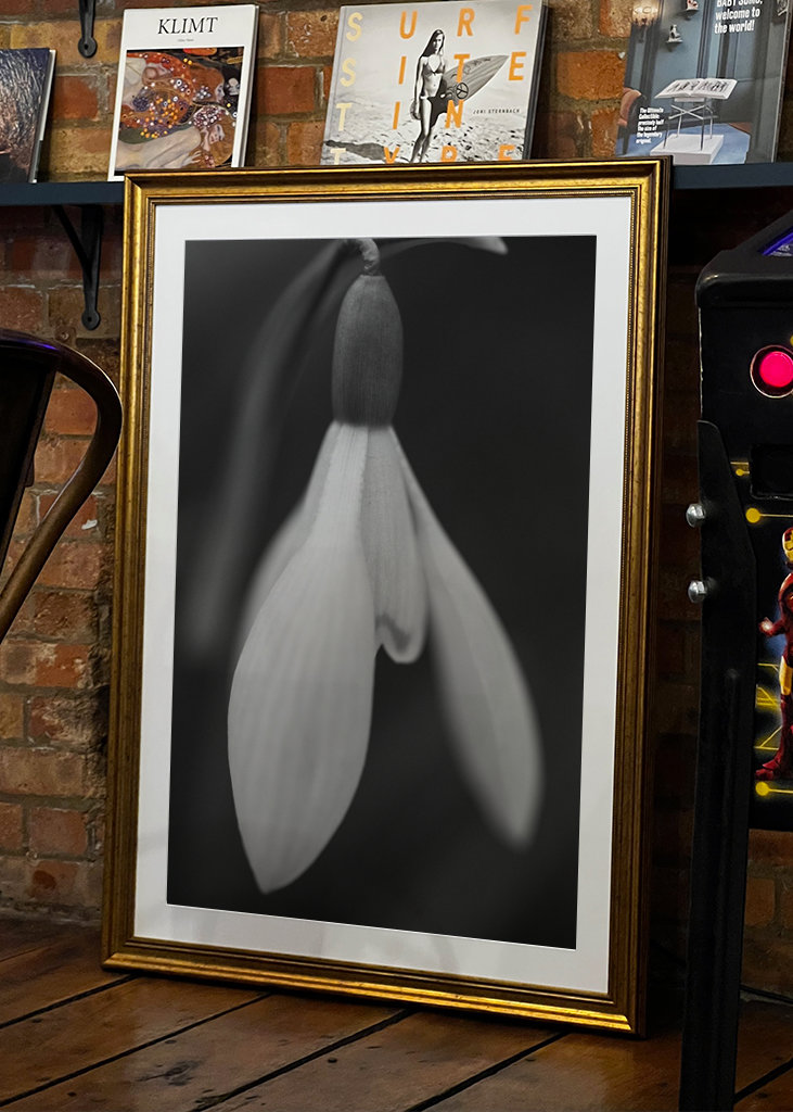 Sort og hvid forårsblomst