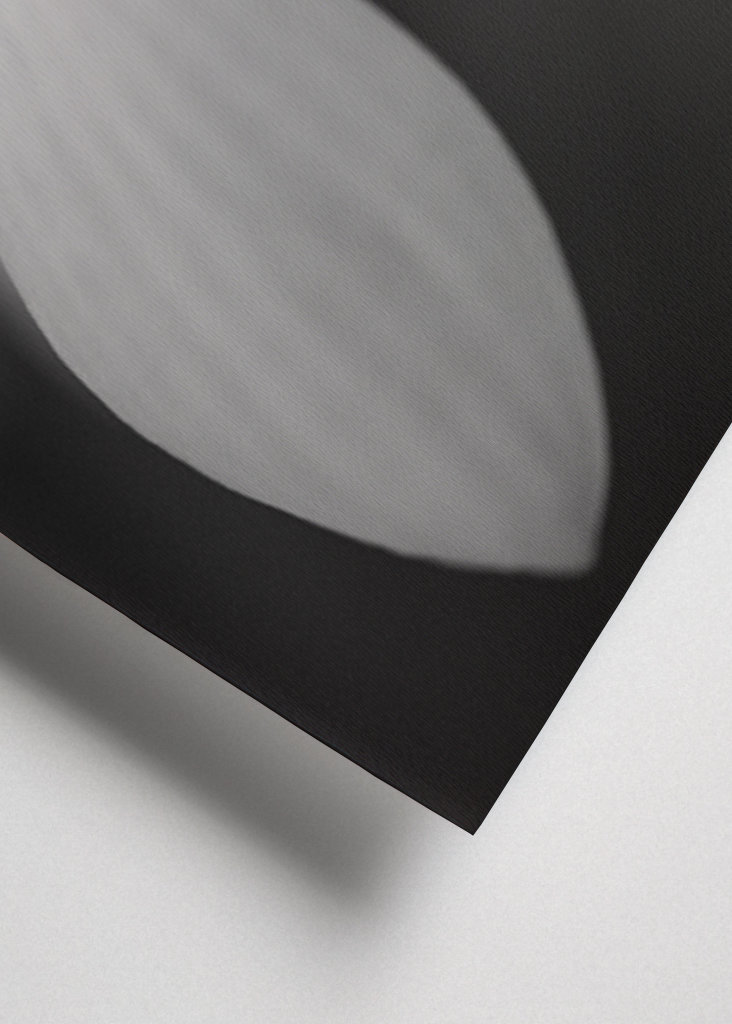 Sort og hvid forårsblomst