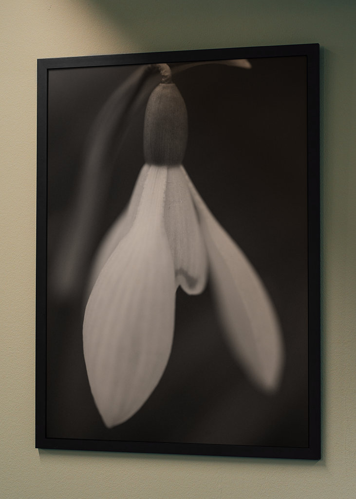 Sort og hvid forårsblomst