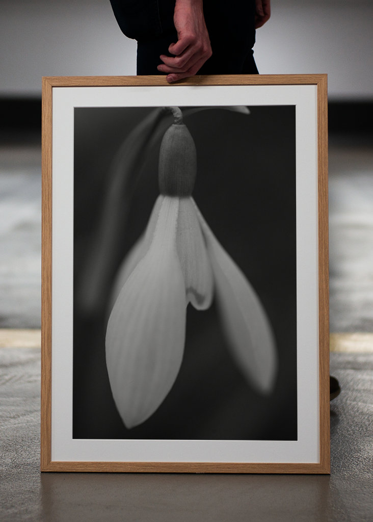 Sort og hvid forårsblomst