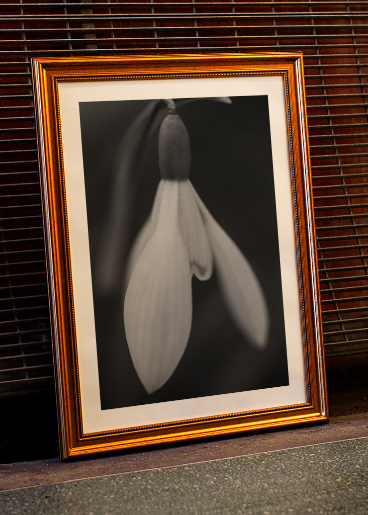 Sort og hvid forårsblomst