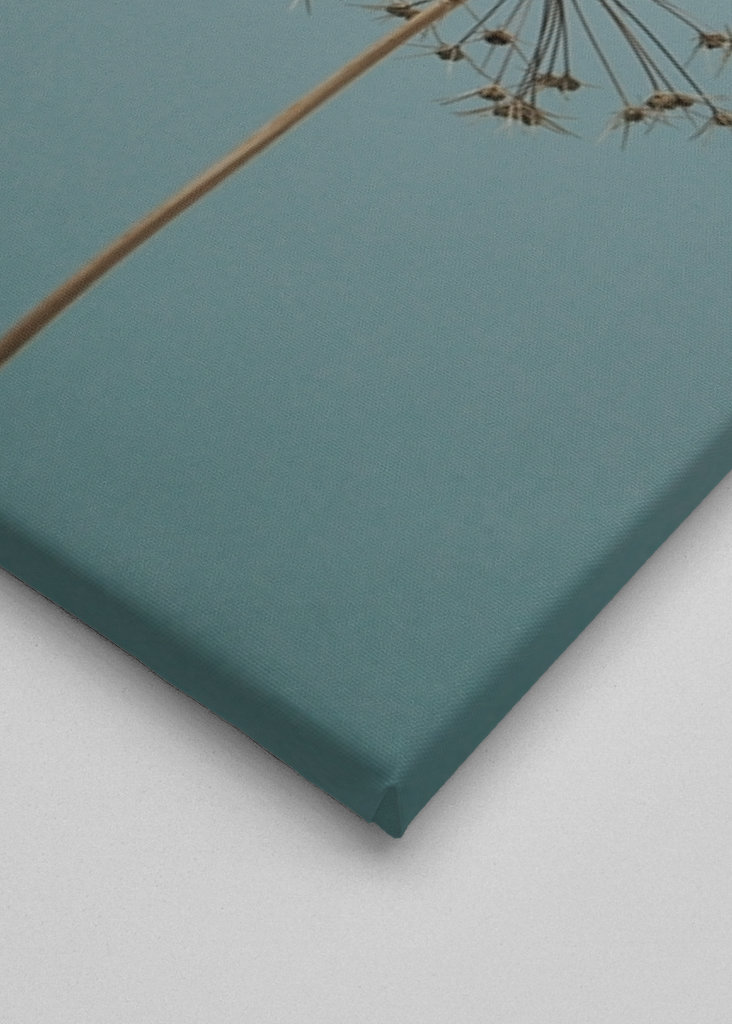 Dried Allium flowers