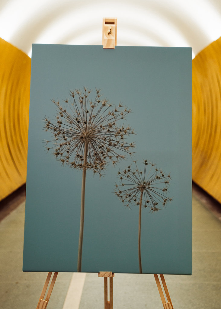 Dried Allium flowers
