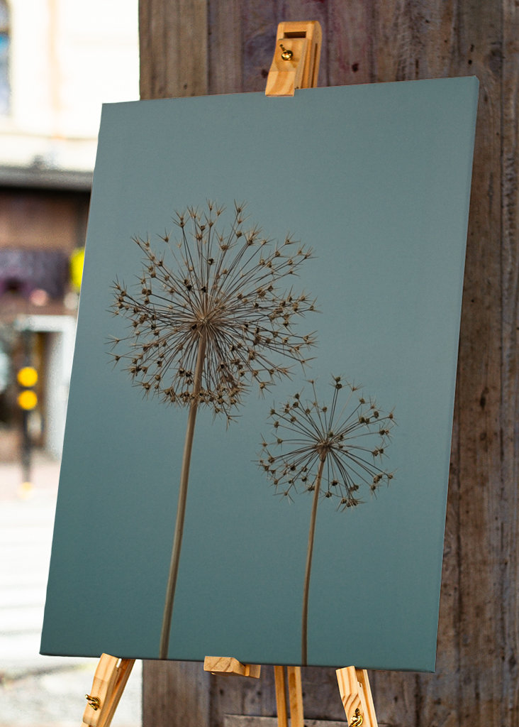 Dried Allium flowers