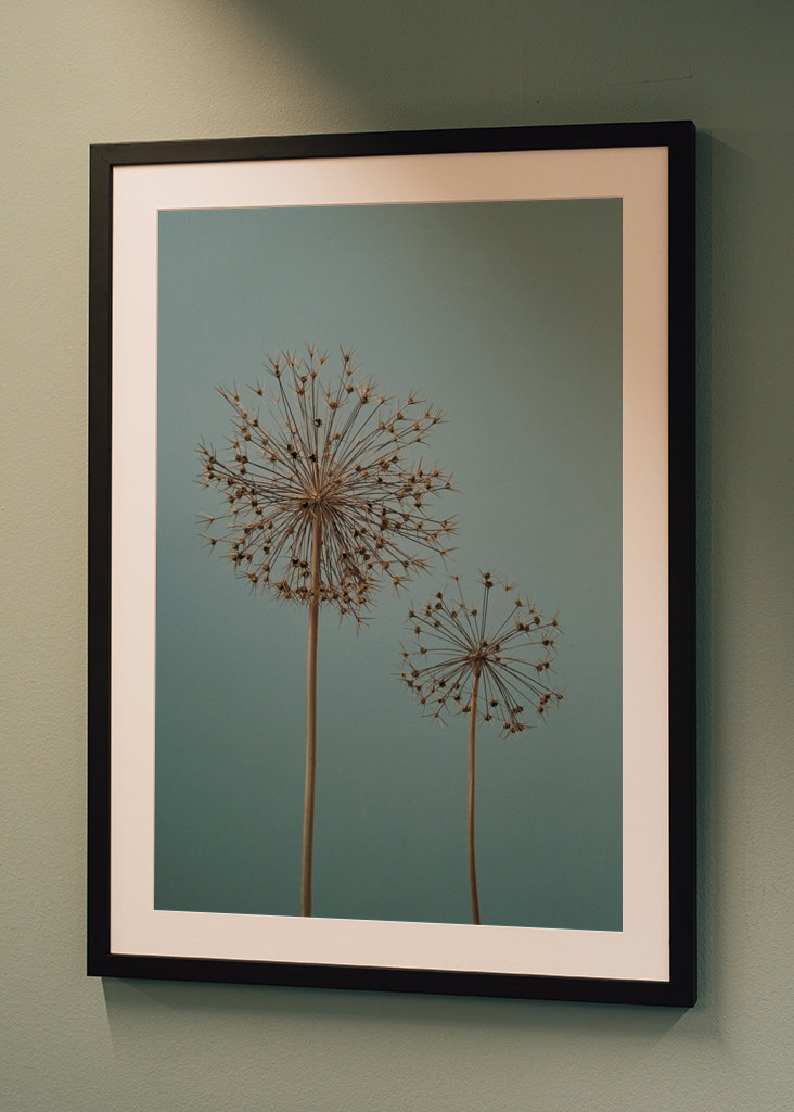 Dried Allium flowers