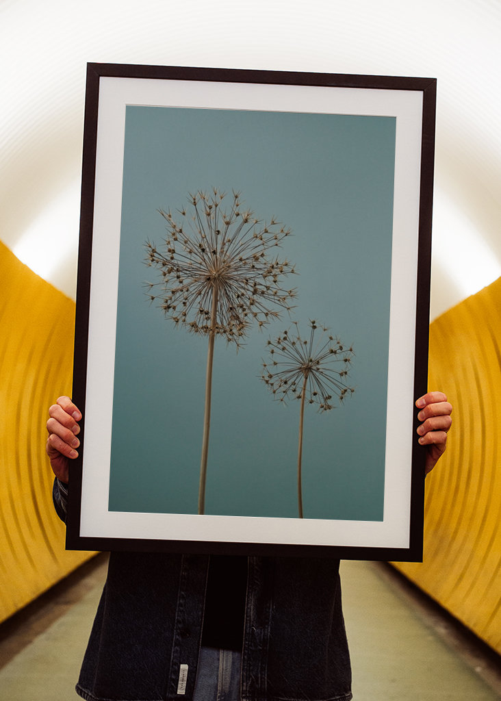 Dried Allium flowers