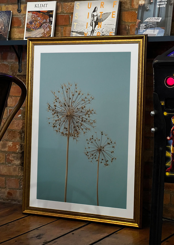 Dried Allium flowers