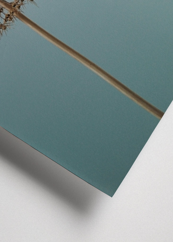 Dried Allium flowers