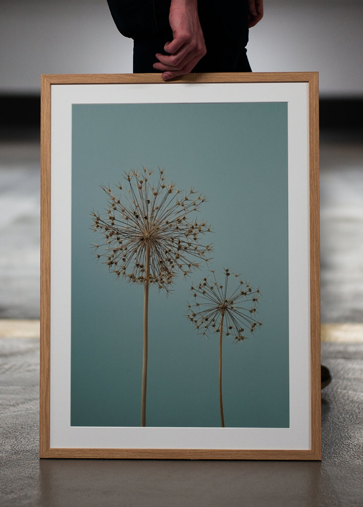 Dried Allium flowers