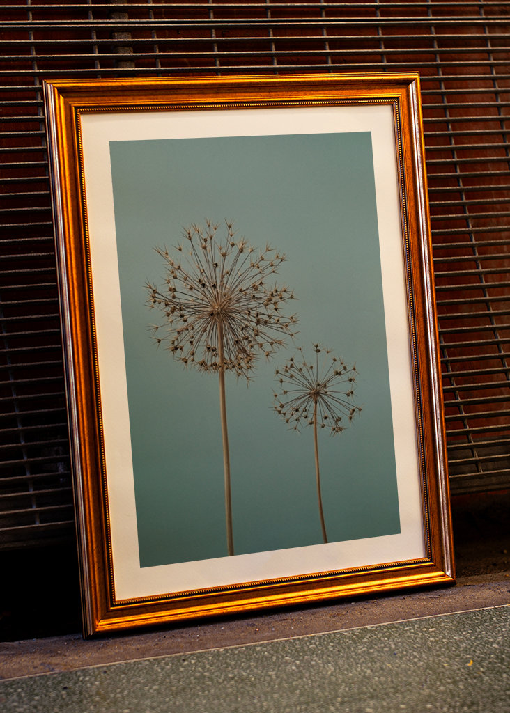 Dried Allium flowers