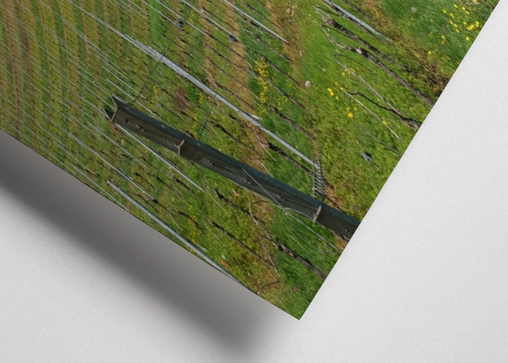 vineyards near trier