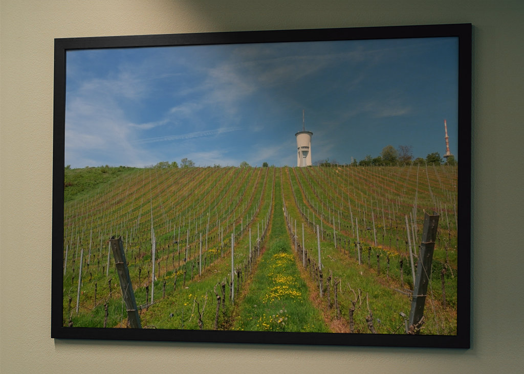 vineyards near trier